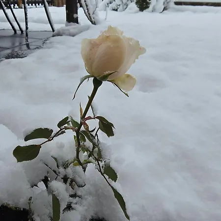 Swiss Alps Appartamento