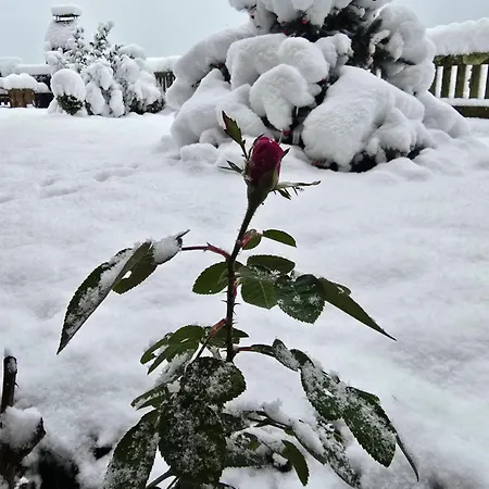 Lejlighed Swiss Alps