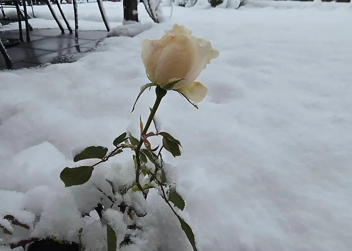 Swiss Alps Apartmán